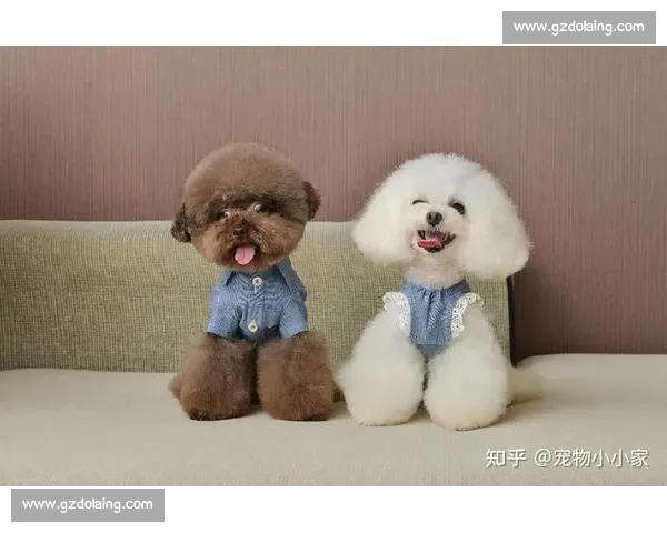 贵宾犬赛事盛况：全球犬种竞速展现纯种魅力与风采